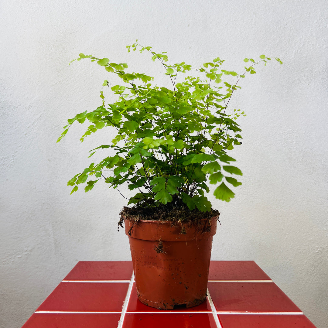 Adiantum raddianum ‘Fragrans’ -  Delta Maidenhair Fern