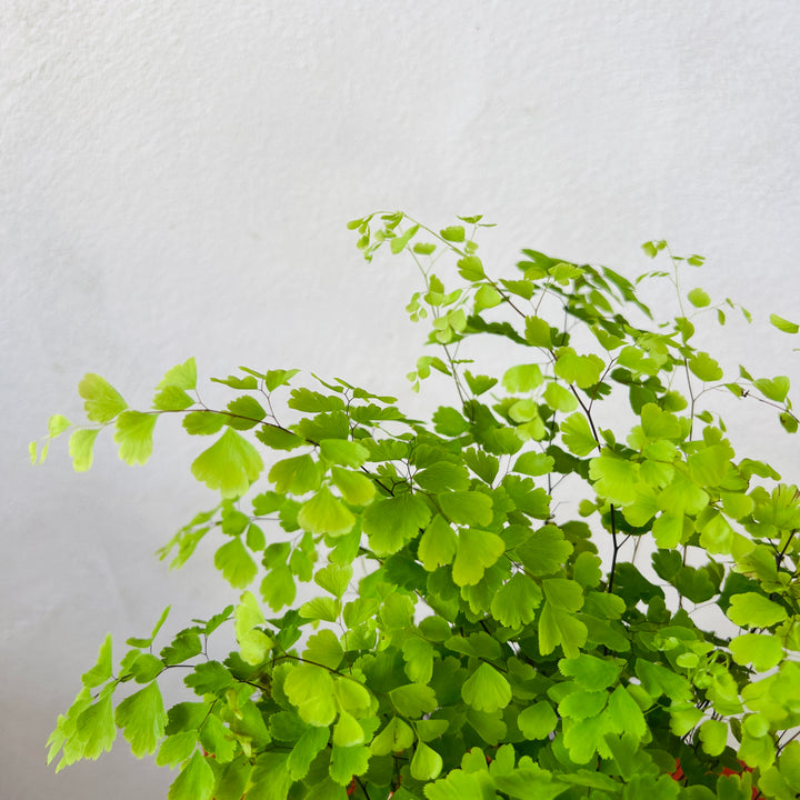 Adiantum raddianum ‘Fragrans’ -  Delta Maidenhair Fern