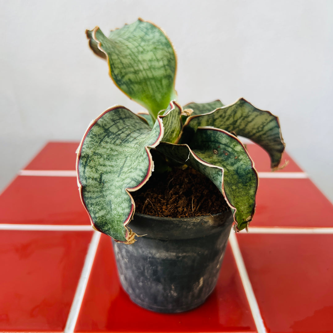 Sansevieria kirkii ‘Silver Blue’ – Silver Blue Snake Plant