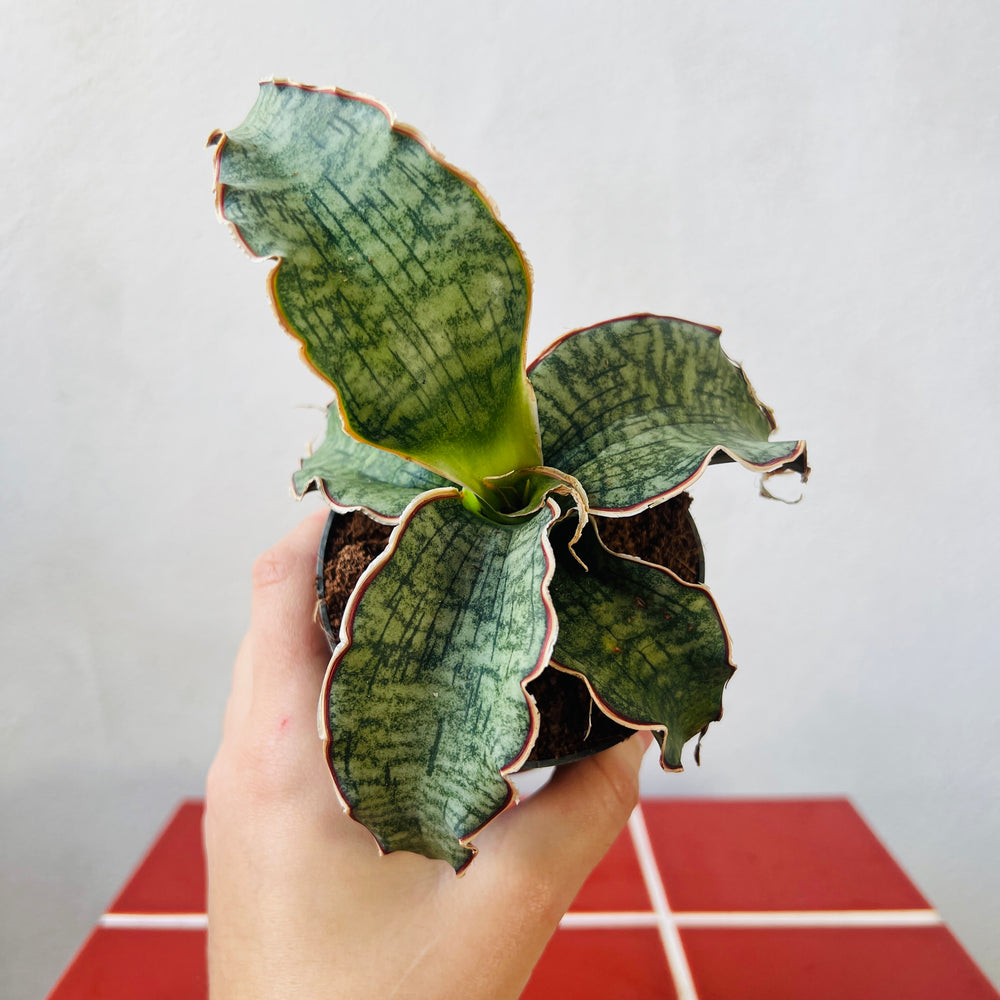 sansevieria silver blue variegated Sansevieria kirkii 'Silver Blue' – Rare Silver Blue Snake Plant