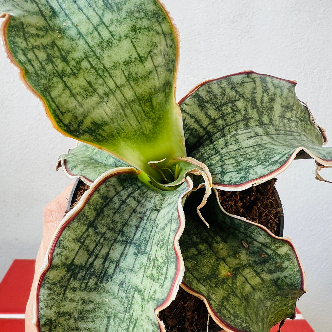 Sansevieria kirkii ‘Silver Blue’ – Silver Blue Snake Plant