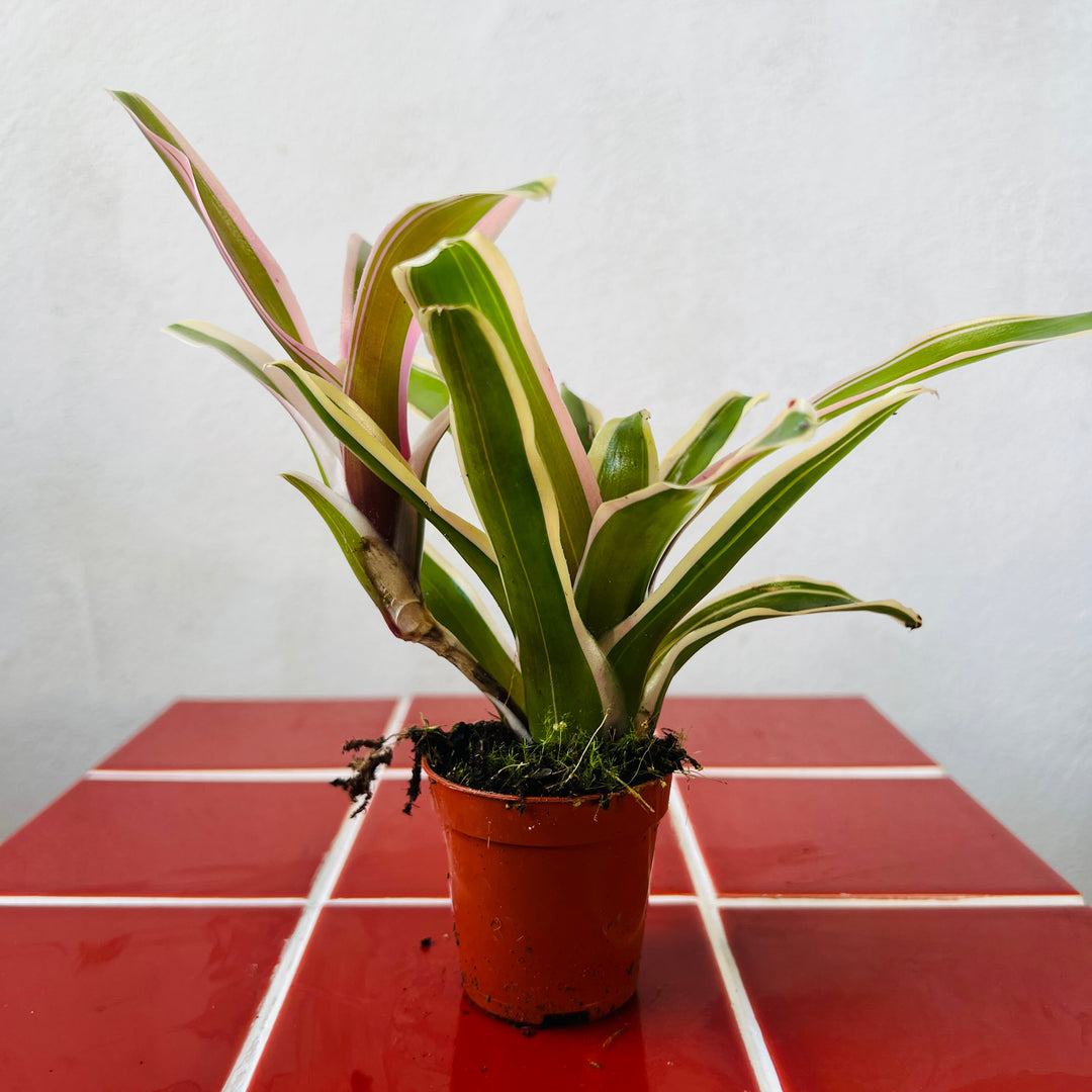 Nidularium schultesianum ‘Fire Ball Striped’ – Striped Fireball Bromeliad