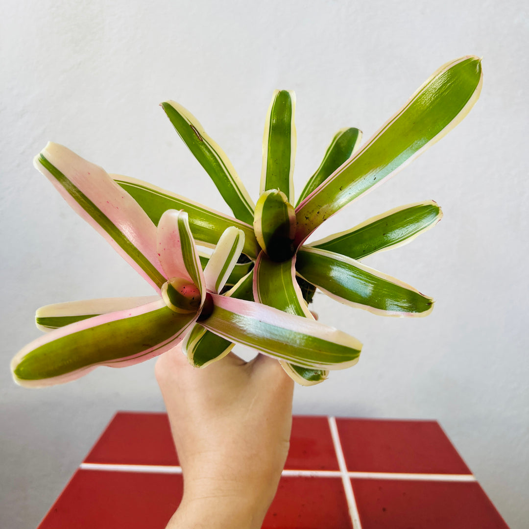 Nidularium schultesianum ‘Fire Ball Striped’ – Striped Fireball Bromeliad