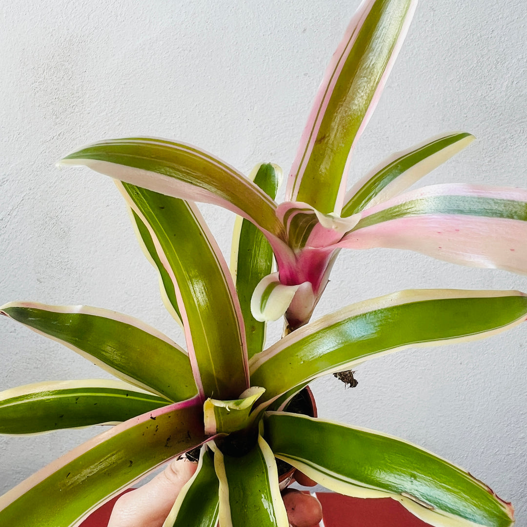 Nidularium schultesianum ‘Fire Ball Striped’ – Striped Fireball Bromeliad