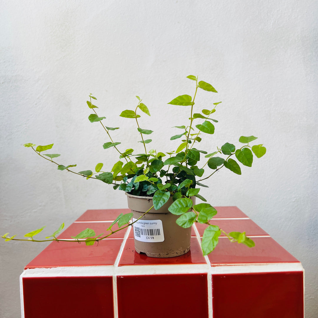 creeping fig house plant Ficus Pumila Green Sunny- Creeping Fig – Plant Studio