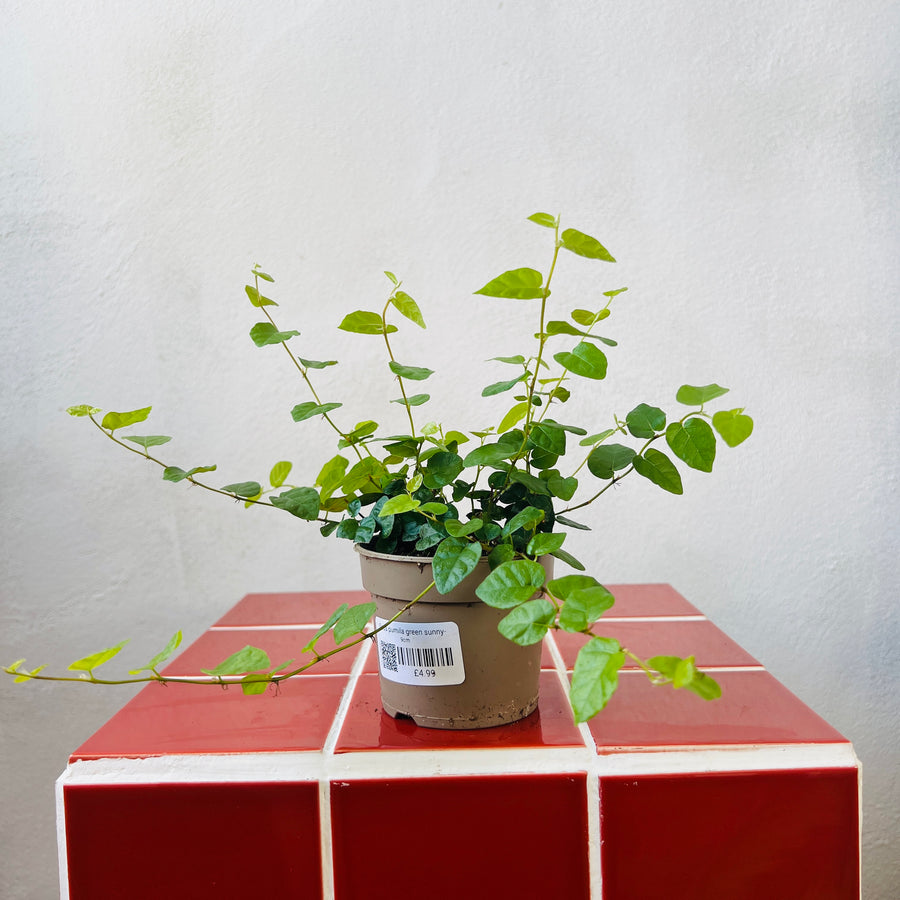 ficus pumila indoor plant care Ficus Pumila Green Sunny- Creeping Fig – Plant Studio