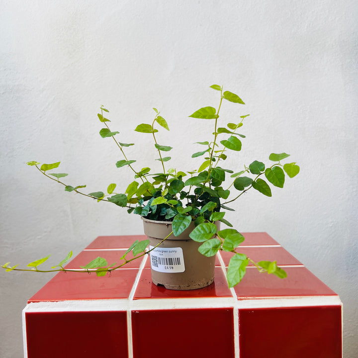 Ficus Pumila Green Sunny- Creeping Fig