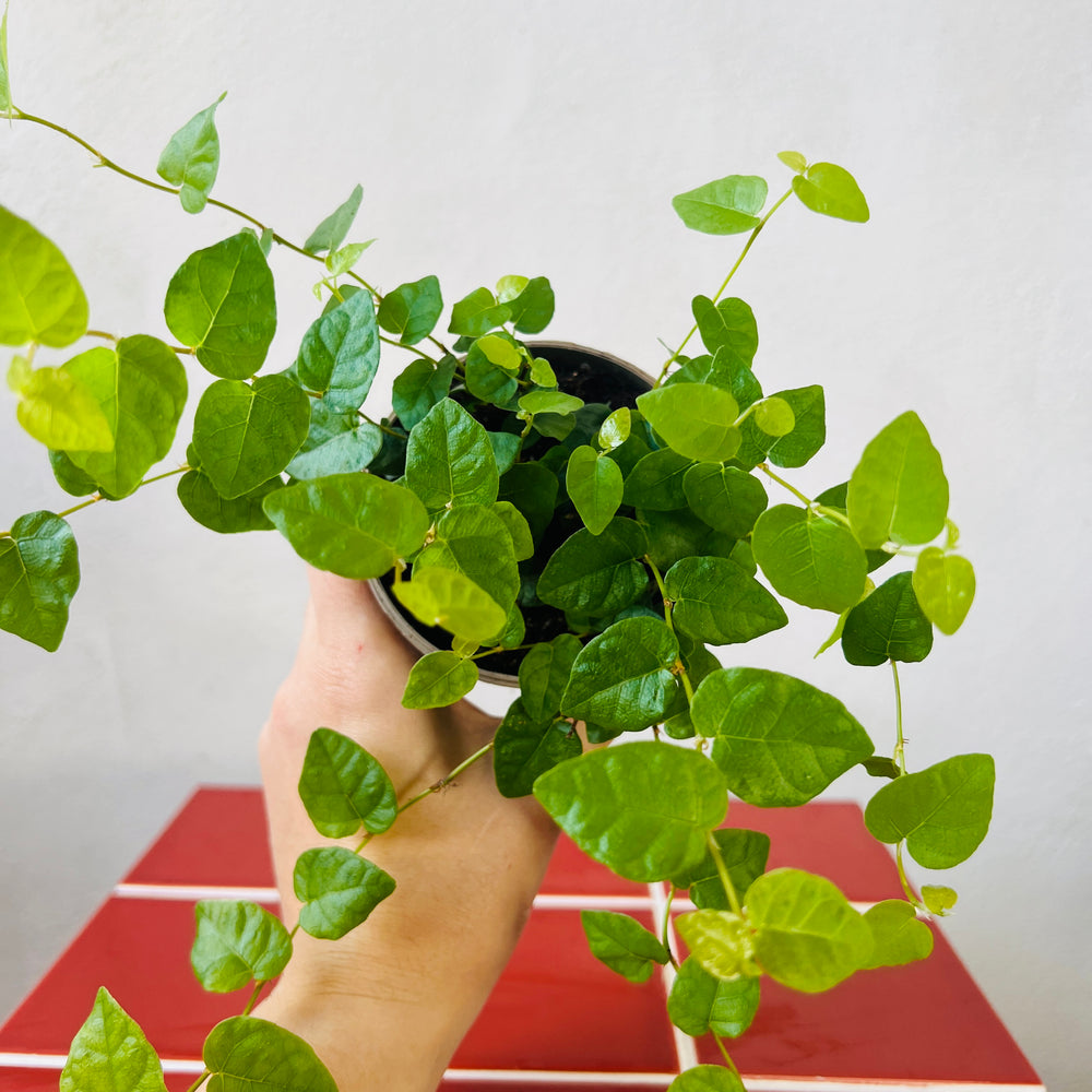 creeping fig hanging plant Ficus Pumila Green Sunny- Creeping Fig – Plant Studio