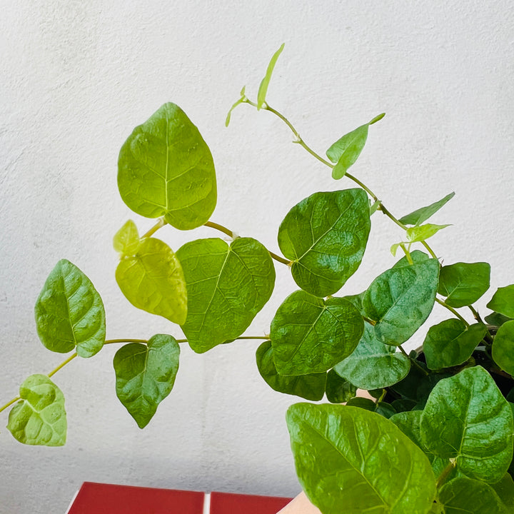 Ficus Pumila Green Sunny- Creeping Fig