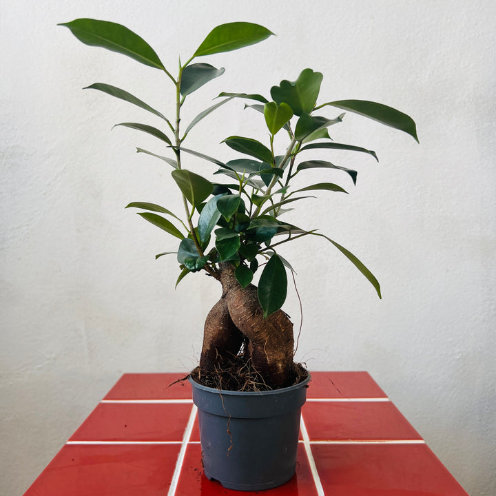 Ficus microcarpa – Bonsai Ginseng Fig