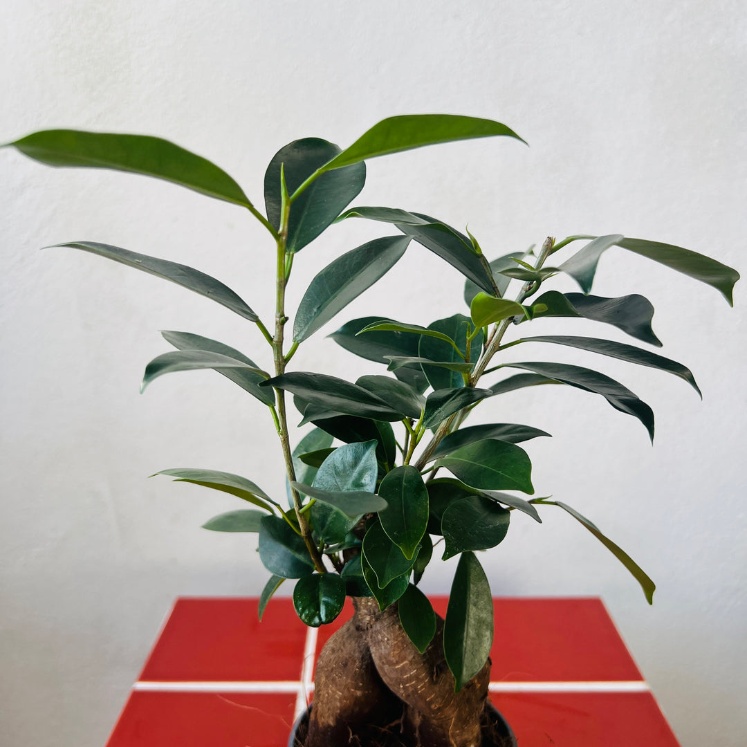 Ficus microcarpa – Bonsai Ginseng Fig