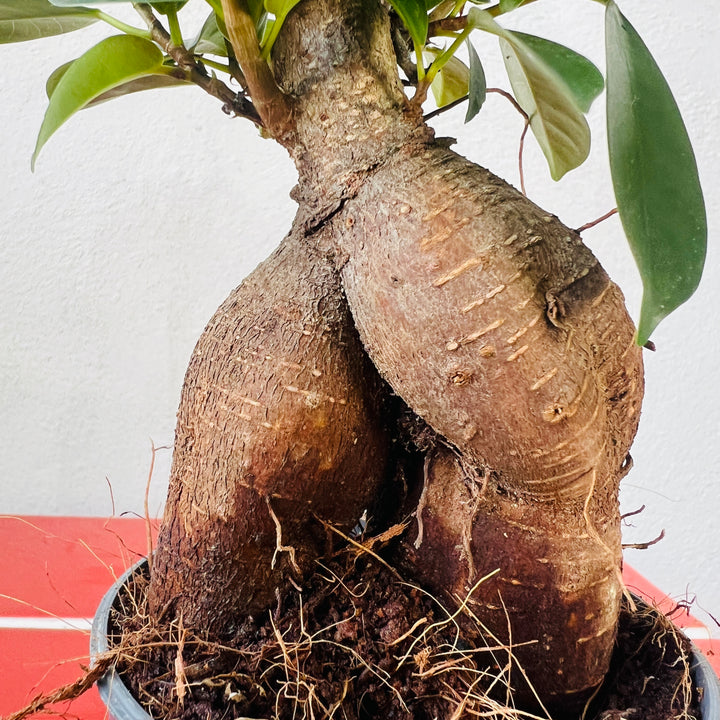 Ficus microcarpa – Bonsai Ginseng Fig