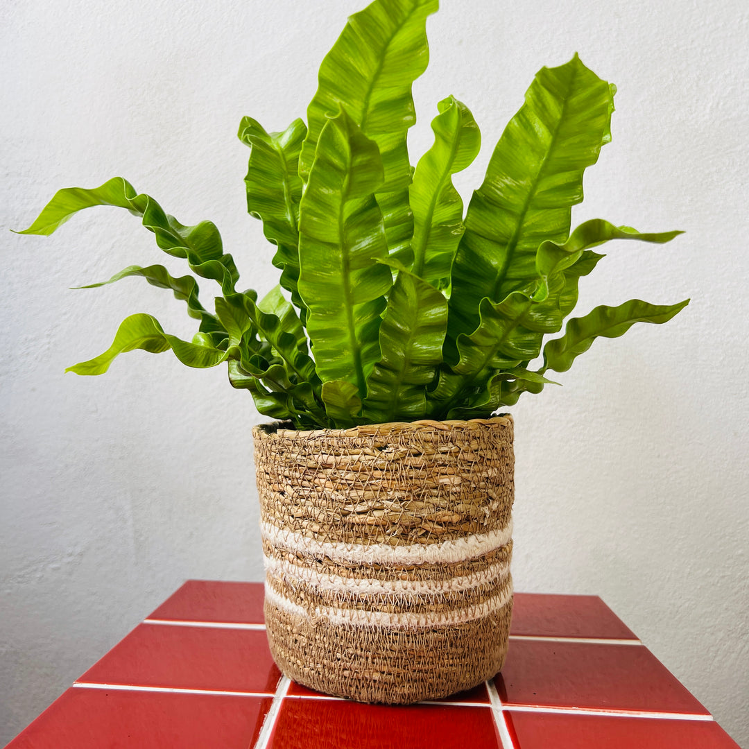 White Stripes Pien Pot D12.5 x H12cm – Natural Striped Basket Pot