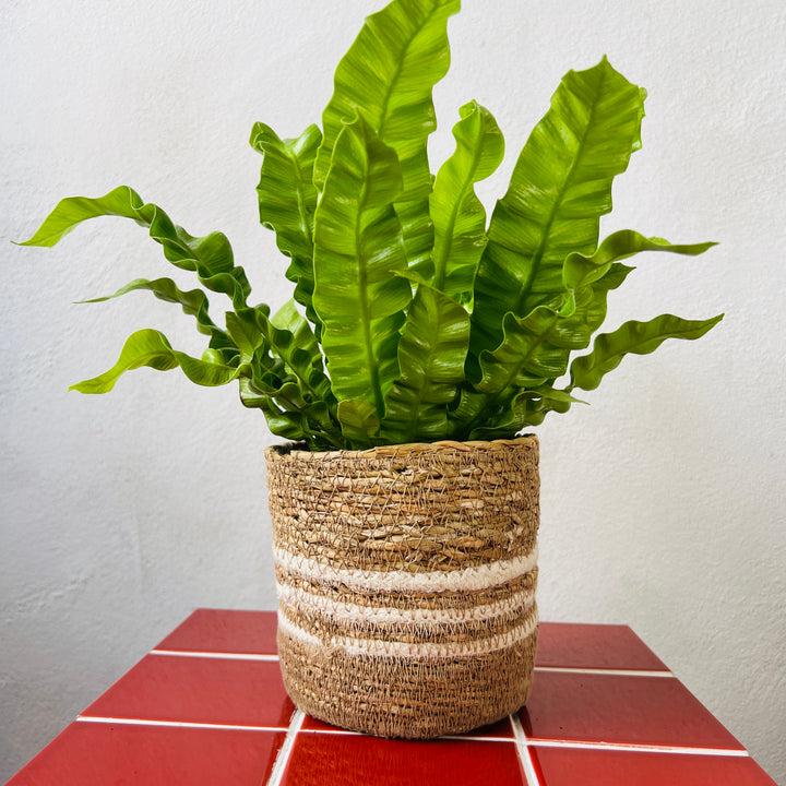 White Stripes Pien Pot D12.5 x H12cm – Natural Striped Basket Pot