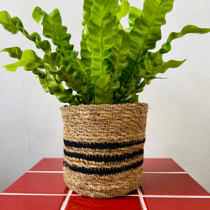 Black Stripes Pien Pot D12.5 x H12cm – Natural Striped Basket Pot