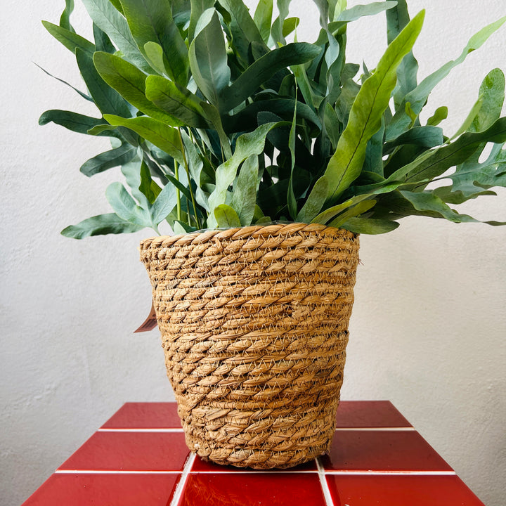 Seagrass Straw Basket Pot Brown – Natural Woven Planter