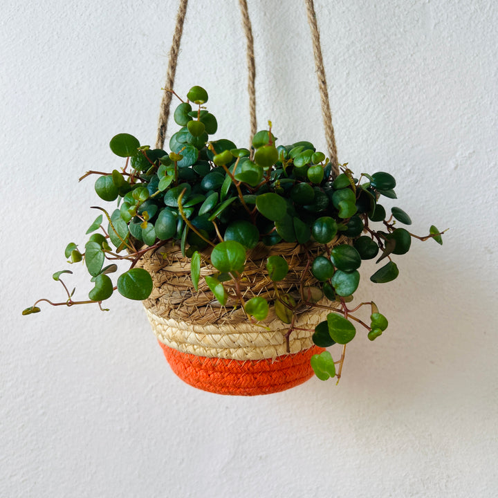 Makka Hanging Basket Orange Stripes