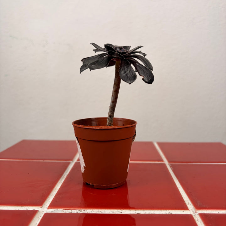 Aeonium ‘Zwartkop’ /‘Schwartzkopf’