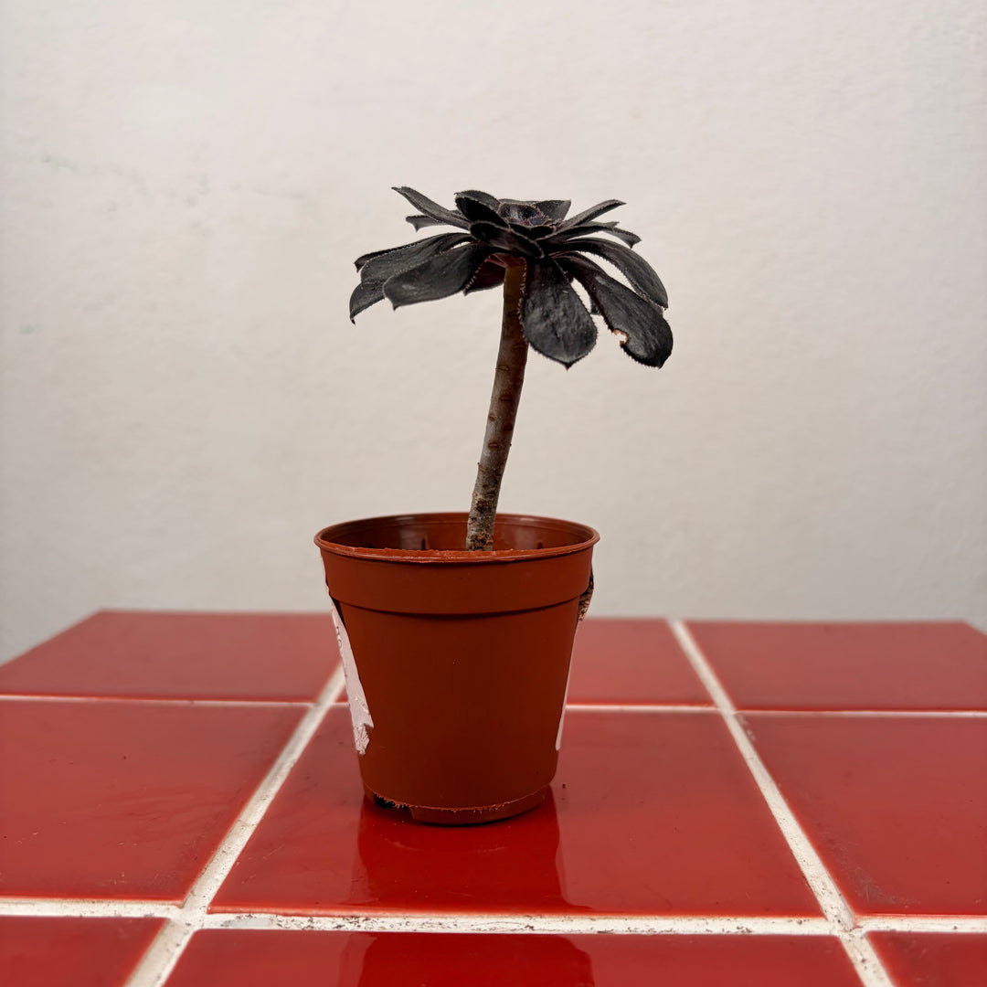 Aeonium ‘Zwartkop’ /‘Schwartzkopf’
