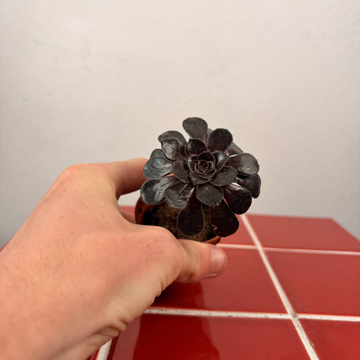 Aeonium ‘Zwartkop’ /‘Schwartzkopf’