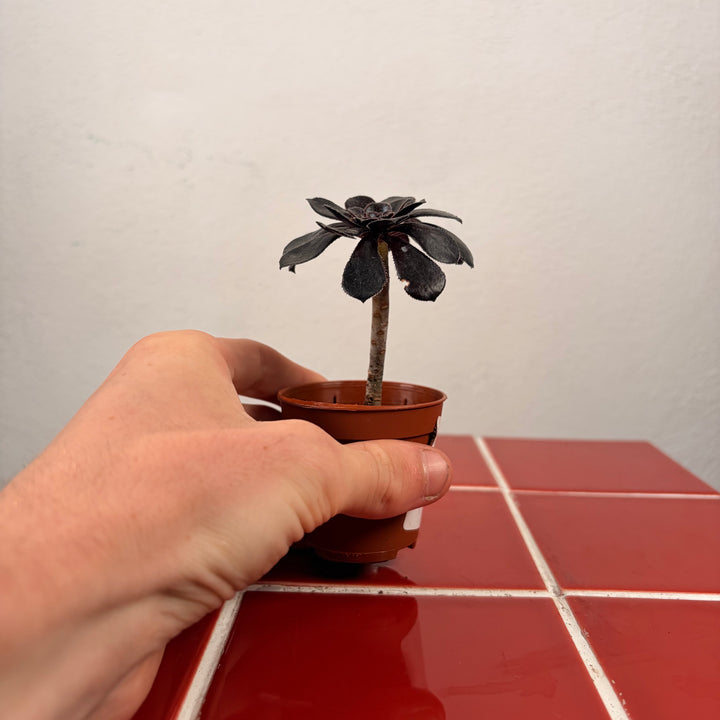 Aeonium ‘Zwartkop’ /‘Schwartzkopf’