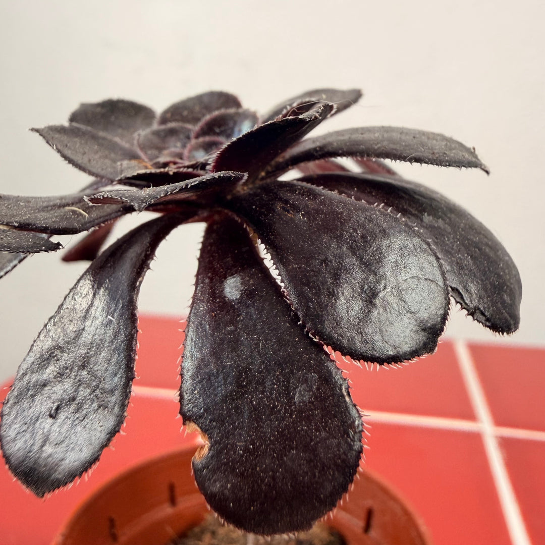 Aeonium ‘Zwartkop’ /‘Schwartzkopf’