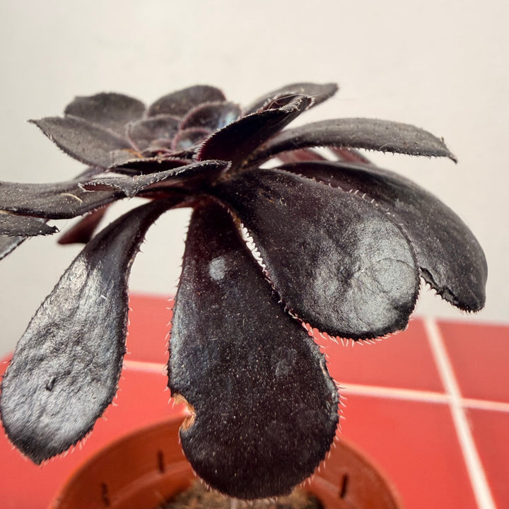 Aeonium ‘Zwartkop’ /‘Schwartzkopf’