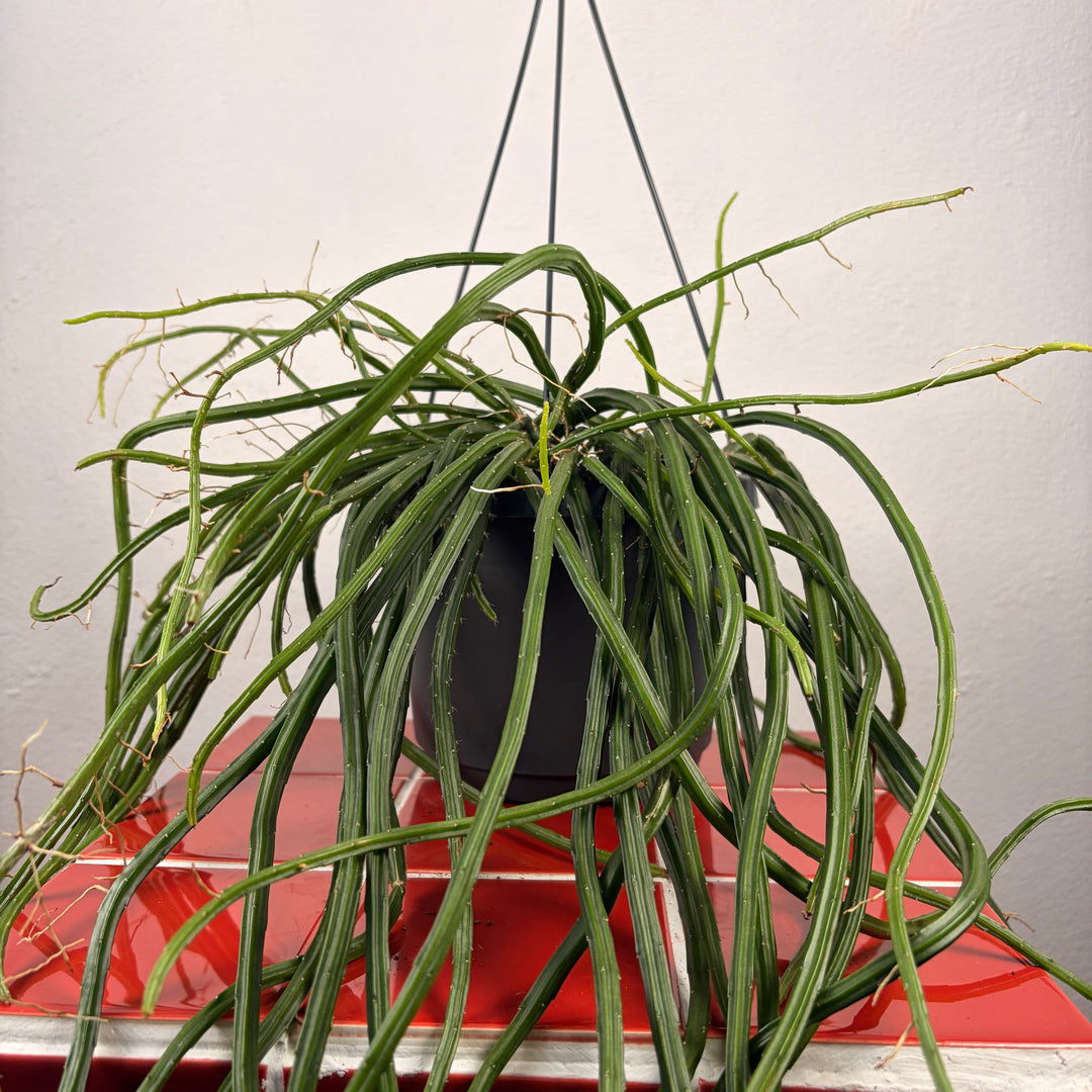 Selenicereus wercklei - Rhipsalis Lumbricoides - Rhipsalis 'Leiza' - Moonlight cactus