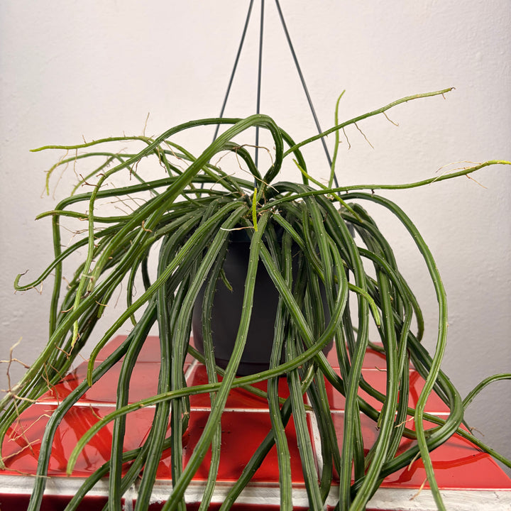 Selenicereus wercklei - Rhipsalis Lumbricoides - Rhipsalis 'Leiza' - Moonlight cactus