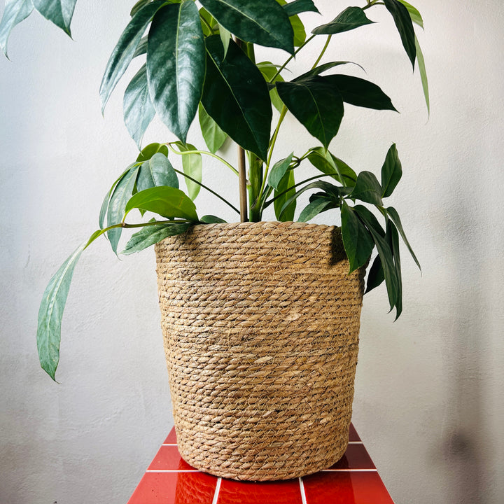 Seagrass Straw Basket Pot Brown – Natural Woven Planter