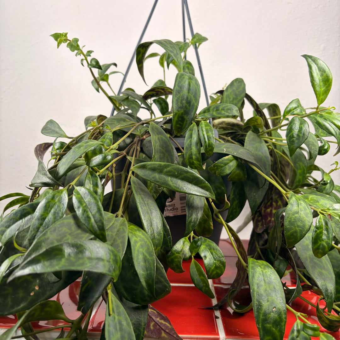 Aeschynanthus Marmoratus - Zebra basket vine