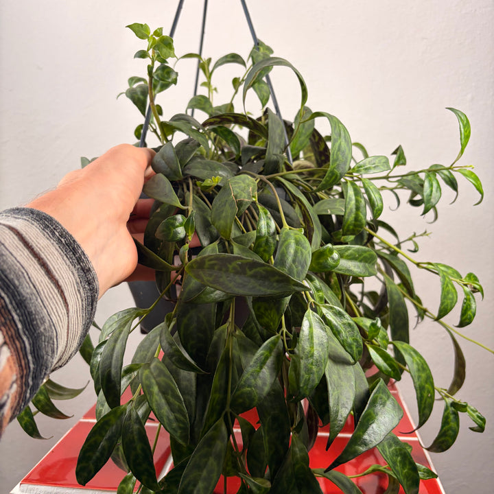 Aeschynanthus Marmoratus - Zebra basket vine