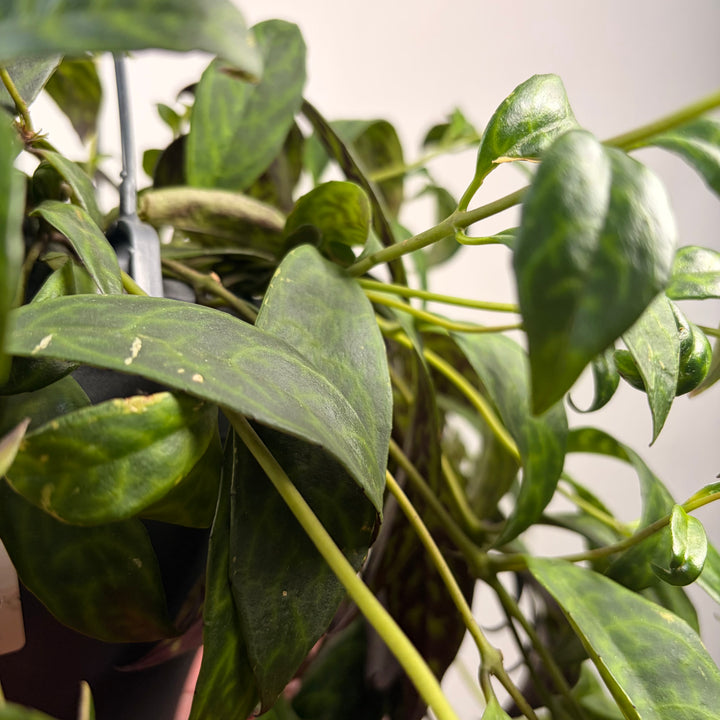 Aeschynanthus Marmoratus - Zebra basket vine