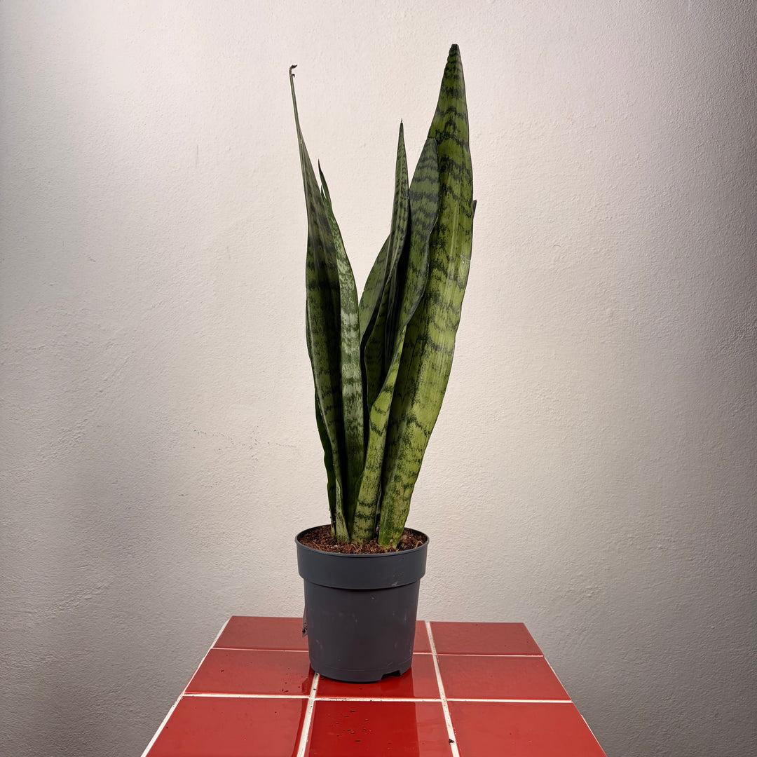 Sansevieria zeylanica -Snake Plant