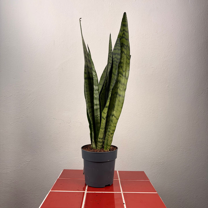 Sansevieria zeylanica -Snake Plant