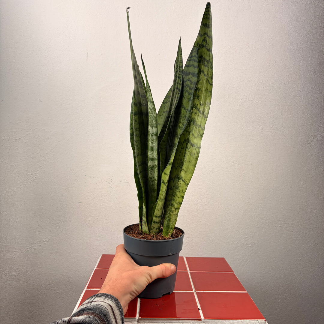 Sansevieria zeylanica -Snake Plant