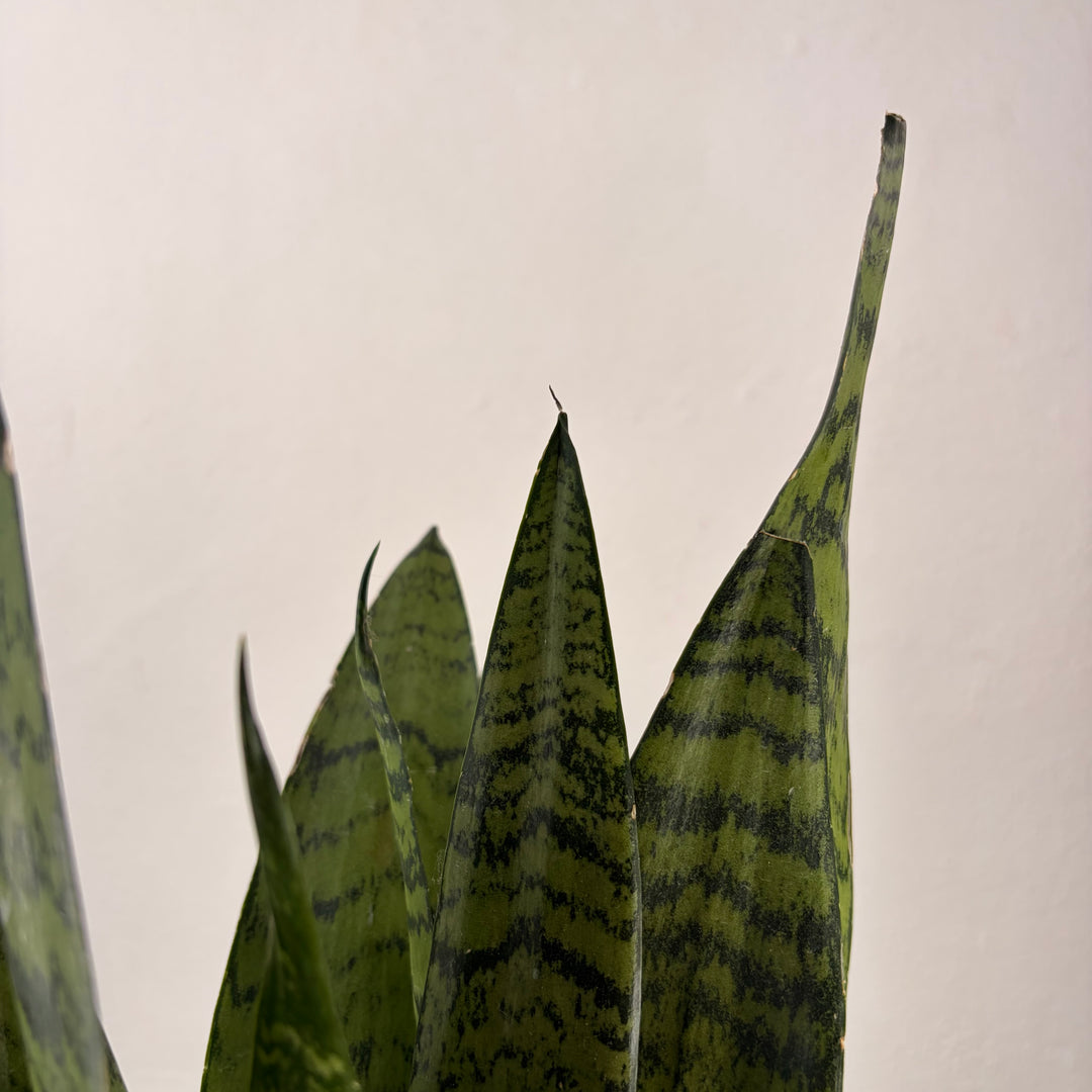 Sansevieria zeylanica -Snake Plant