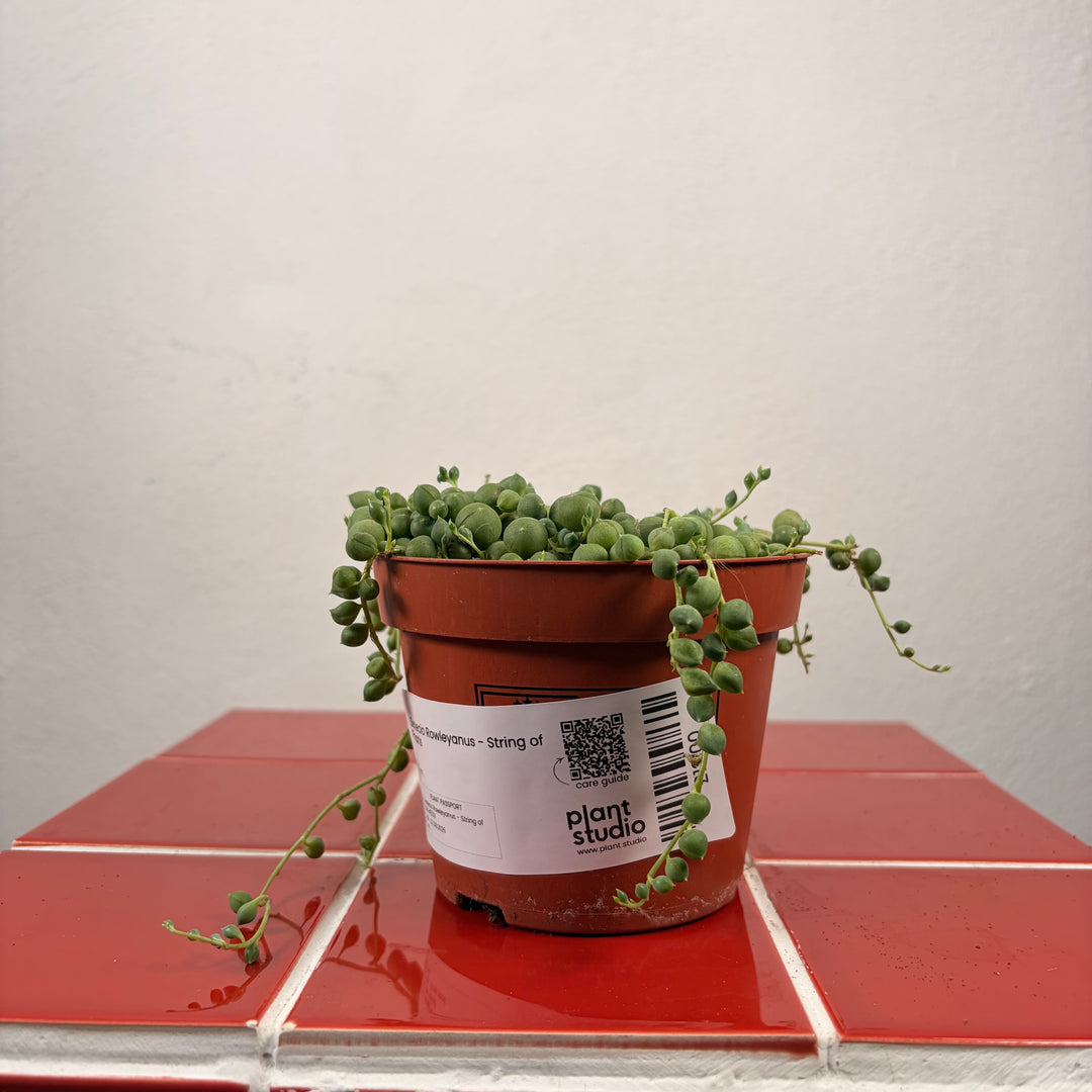 RESCUE Senecio Rowleyanus - String of Pearls