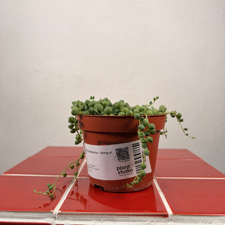 RESCUE Senecio Rowleyanus - String of Pearls