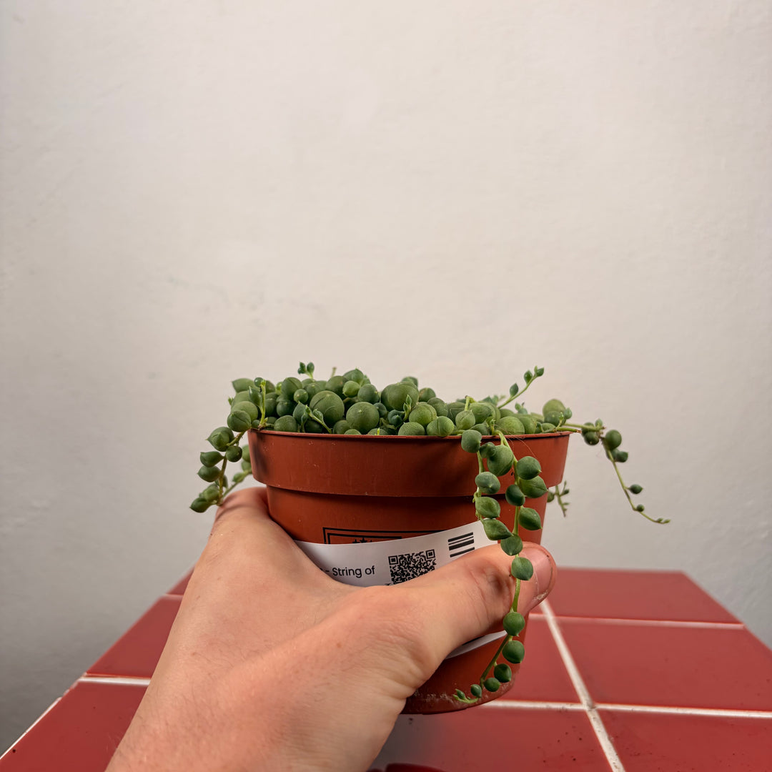 RESCUE Senecio Rowleyanus - String of Pearls