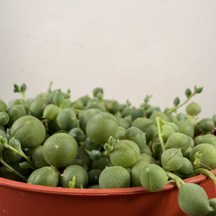 RESCUE Senecio Rowleyanus - String of Pearls