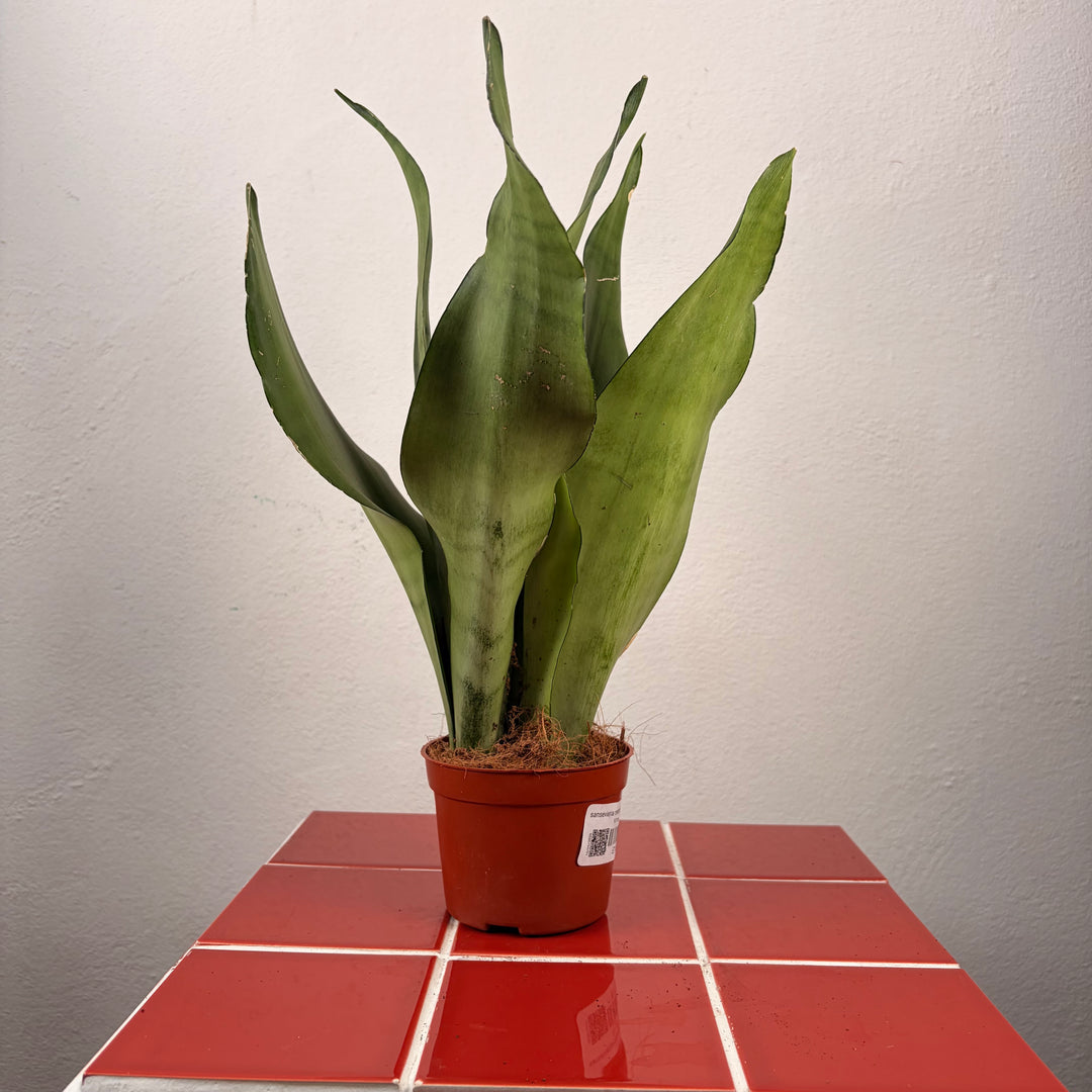 Sansevieria Moonshine - Snake Plant