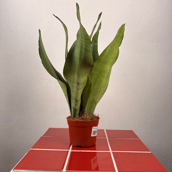 Sansevieria Moonshine - Snake Plant