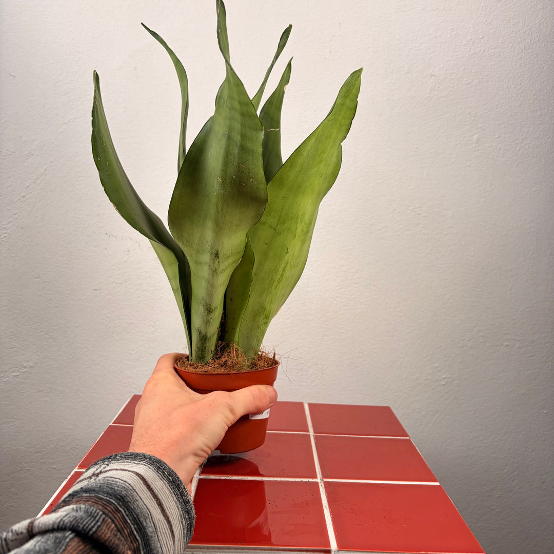 Sansevieria Moonshine - Snake Plant