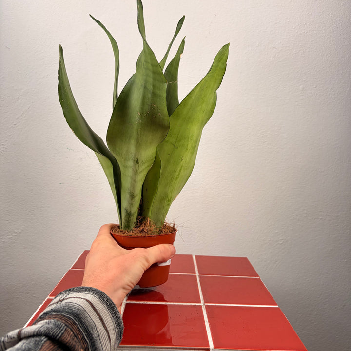 Sansevieria Moonshine - Snake Plant