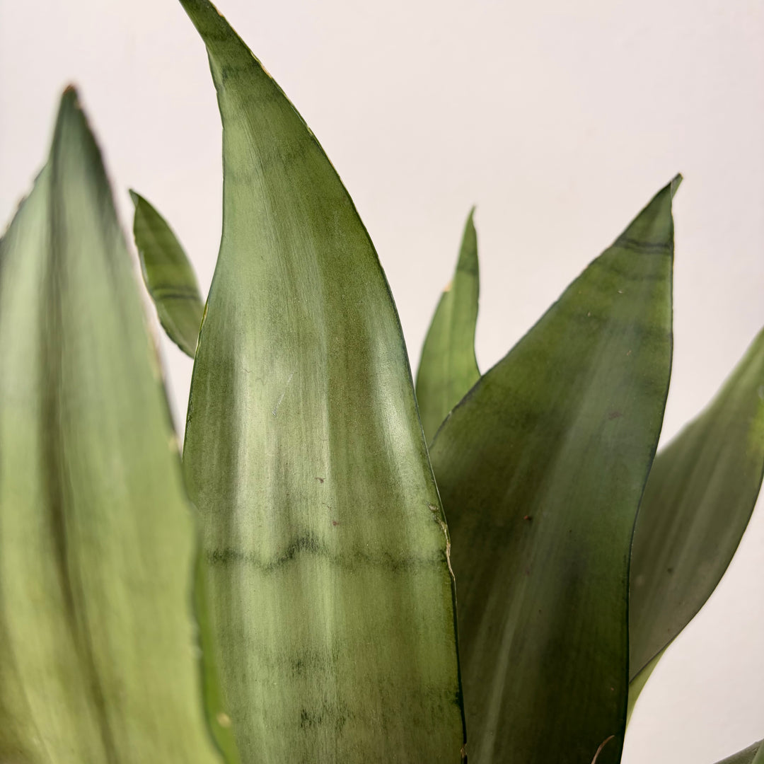 Sansevieria Moonshine - Snake Plant