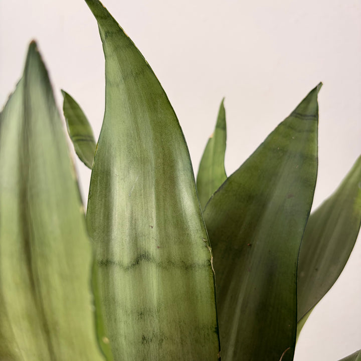 Sansevieria Moonshine - Snake Plant