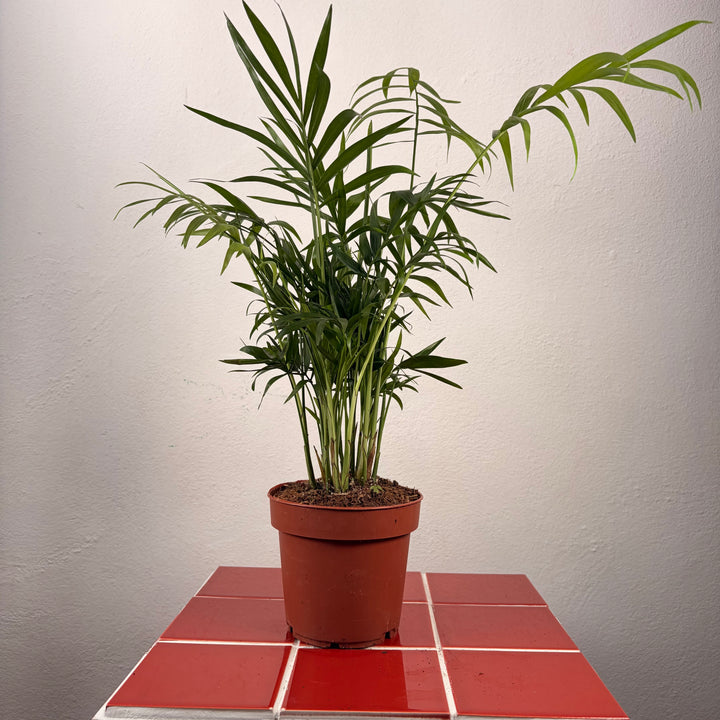 Chamaedorea Elegans - Parlour Palm