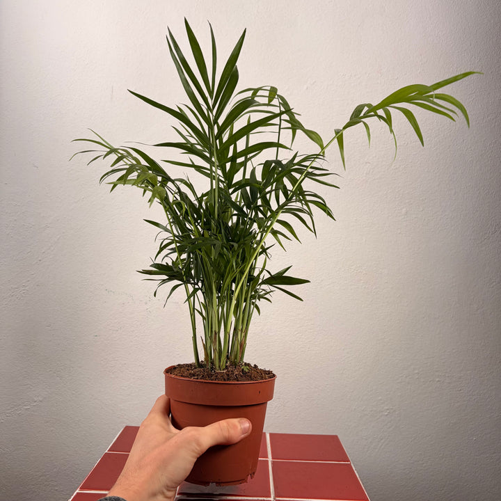 Chamaedorea Elegans - Parlour Palm