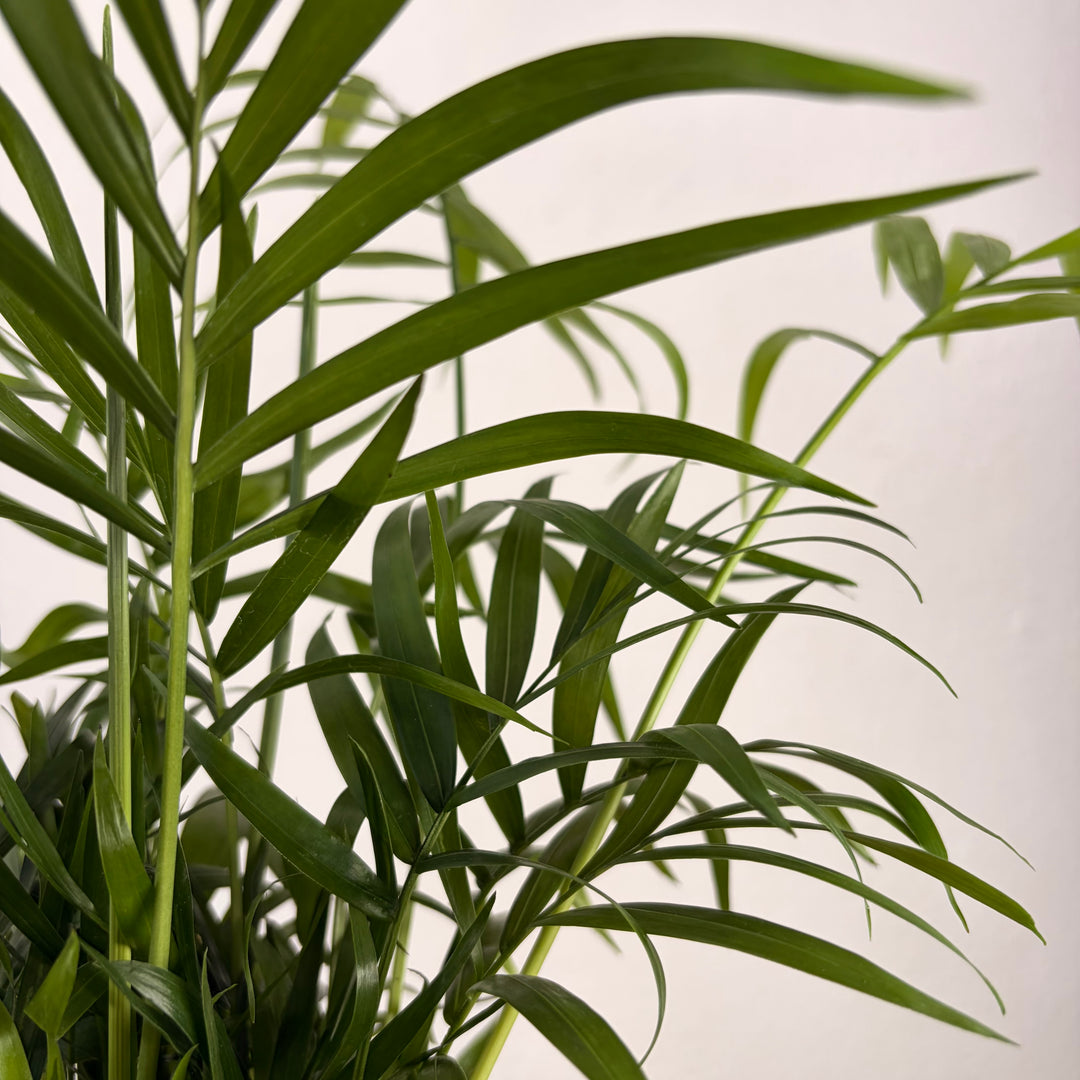 Chamaedorea Elegans - Parlour Palm